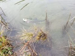 Winston PURE Fly Rod -Aanbevolen Winkels Voor Visuitrusting 20190402 13083620medium