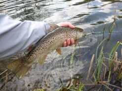 Winston PURE Fly Rod -Aanbevolen Winkels Voor Visuitrusting 20190402 16132320medium