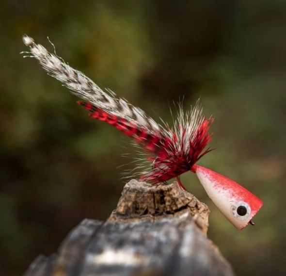 Ahrex PR354 Popping Skipping Bug 5 Ahrex PR354 Popping Skipping Bug - Afbeelding 3