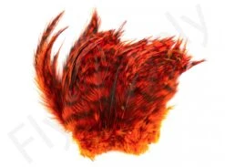 Barred Neck Hackle Feathers -Aanbevolen Winkels Voor Visuitrusting Barred Neck Hackle Feathers BARNECKHACK X dsc08636 bewerkt