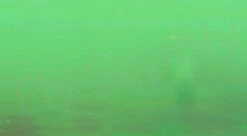 Chameleon Sheeting -Aanbevolen Winkels Voor Visuitrusting Chameleon Sheeting 24 50XXX dsc06768 wm