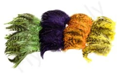 Chinchilla Saddle Neck Grizzly