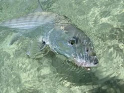 Cortland Liquid Crystal Flats Taper Floating Fly Line -Aanbevolen Winkels Voor Visuitrusting Cortland liquid Crystal Flats Taper Fly Line D340032 XX flatst3 1200x