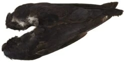 Crow Whole Wings