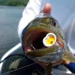 Double Barrel Poppers -Aanbevolen Winkels Voor Visuitrusting Double Barrel Poppers DOBARRELPOP XXX double barrel popper