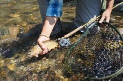 Douglas Upstream Plus Fly Rod -Aanbevolen Winkels Voor Visuitrusting Douglas Upstream Plus Fly Rod NFD615 XXX 2schermafbeelding 2023 01 11 om 11.47