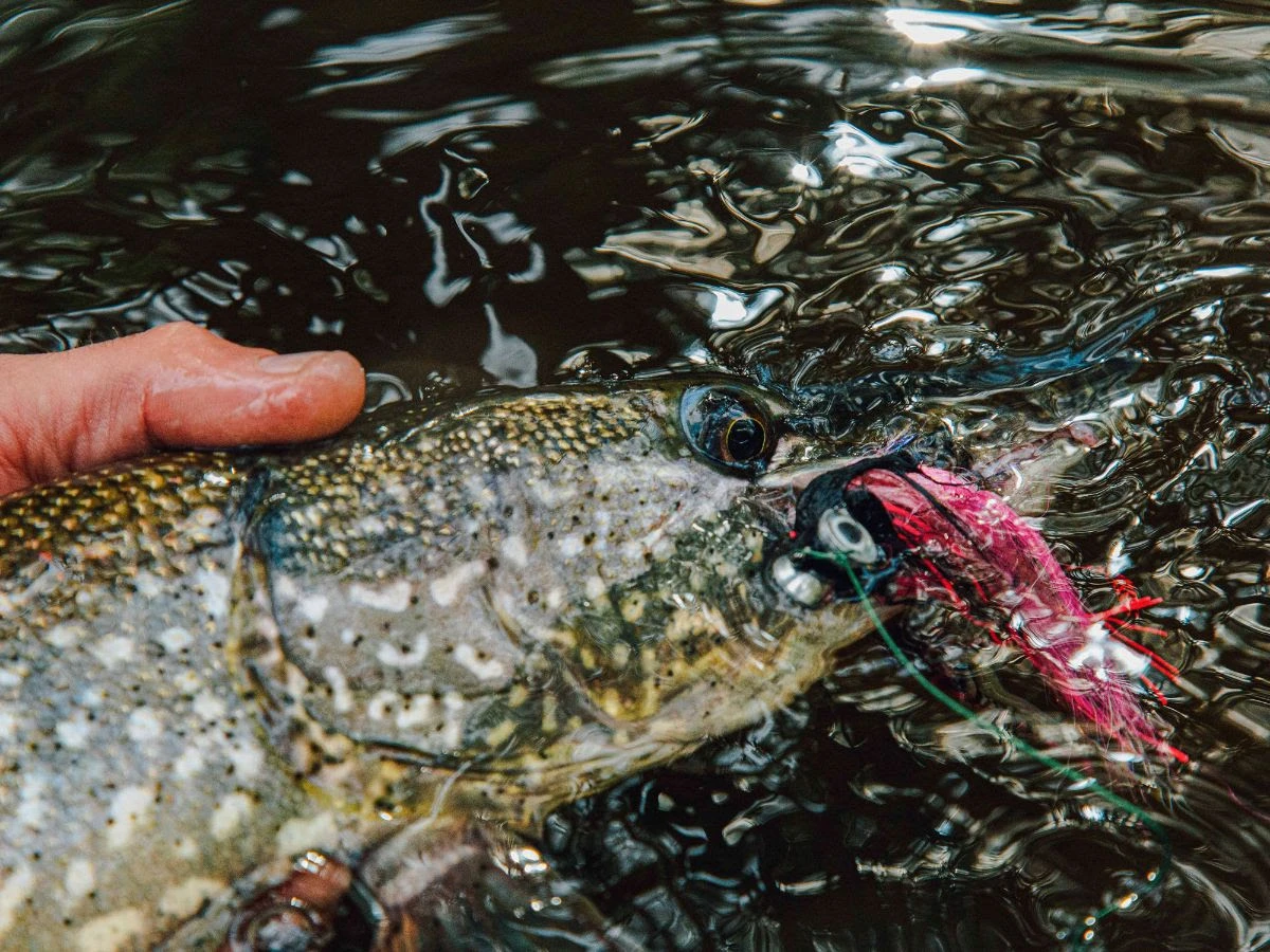 Euro Flies Pike Leader 4 Euro Flies Pike Leader - Afbeelding 2