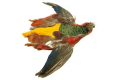 Golden Pheasant Skin Less Head And Tail