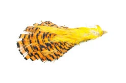 Golden Pheasant Complete Head