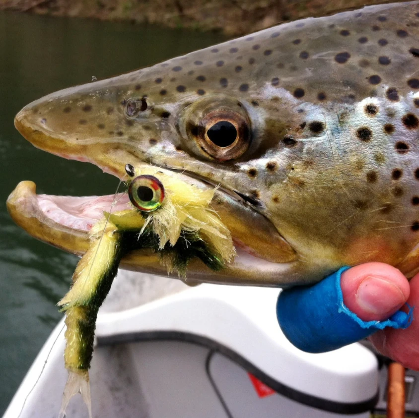 Fish Skull Articulated Fish Spine 4 Fish Skull Articulated Fish Spine - Afbeelding 2