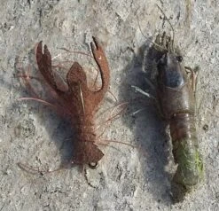 Fish Skull Craw Body 12 Fish Skull Craw Body -Aanbevolen Winkels Voor Visuitrusting Fish Skull Craw Body FISHSKULL CRAWBODY XXX fishskull crawbody 5