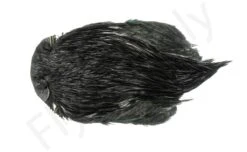 Indian Cock Necks Grade AA Dyed -Aanbevolen Winkels Voor Visuitrusting Indian Cock necks grade AA dyed 40 28XXX dsc09373