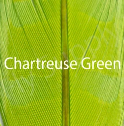 Jim Teeny Pheasant Feathers 2pc -Aanbevolen Winkels Voor Visuitrusting Jim Teeny Pheasant Feathers 2pc TEENYFEATHER X chartreuse green