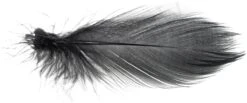 Mallard Barred Flank Large Select Feathers 12pc -Aanbevolen Winkels Voor Visuitrusting Mallard Barred Flank Large Select Feathers 12pc MBS XXX dsc04845 bewerkt