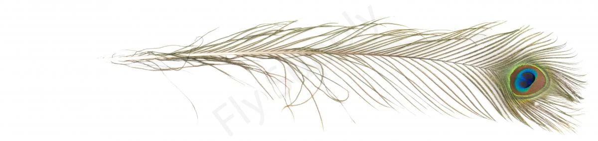 Peacock Eyes Premium XXL Natural 2pc 4 Peacock Eyes Premium XXL Natural 2pc - Afbeelding 2