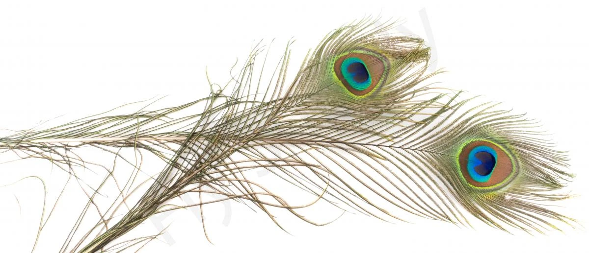 Peacock Eyes Premium XXL Natural 2pc 3 Peacock Eyes Premium XXL Natural 2pc