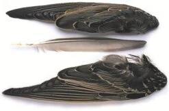 Starling Whole Wing