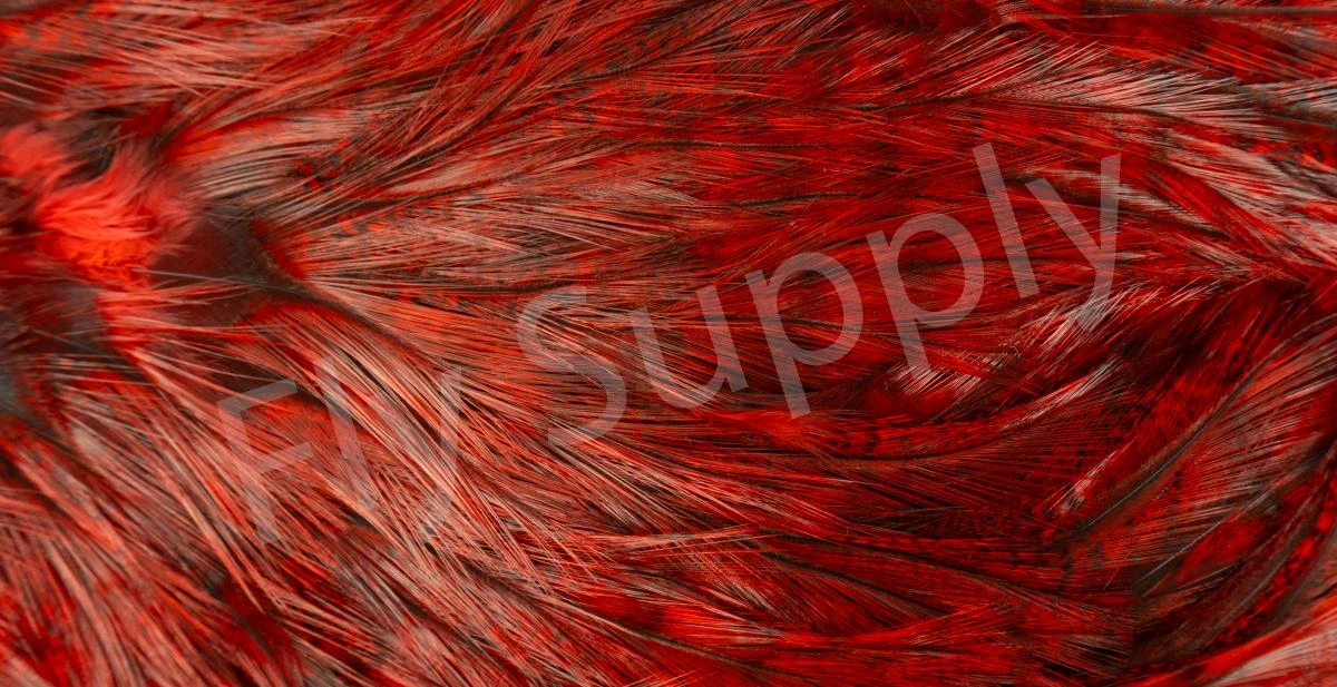 Whiting Coq De Leon Saddle Silver 21 Whiting Coq De Leon Saddle Silver - Afbeelding 19