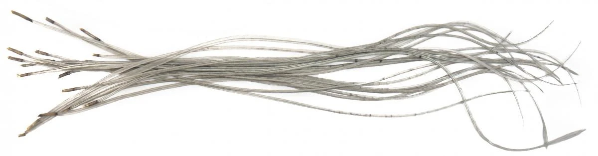 Whiting Dry Fly Saddle Feather Pack 60pc Mix Set With Hackle Gauge 15 Whiting Dry Fly Saddle Feather Pack 60pc Mix Set With Hackle Gauge - Afbeelding 13