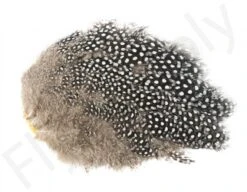 Whiting Guinea Fowl Breast 9 Whiting Guinea Fowl Breast -Aanbevolen Winkels Voor Visuitrusting Whiting Guinea Fowl Breast WH28833 XXX dsc09903 bewerkt