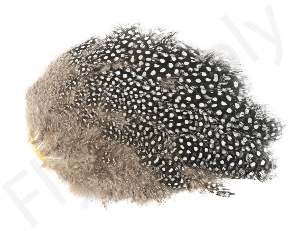 Whiting Guinea Fowl Breast 6 Whiting Guinea Fowl Breast - Afbeelding 4