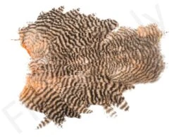 Whiting Spey Soft Hackle With Chickabou -Aanbevolen Winkels Voor Visuitrusting Whiting Spey Soft Hackle With Chickabou WHIT SPEYCHICK X dsc09911 bewerkt bewerkt