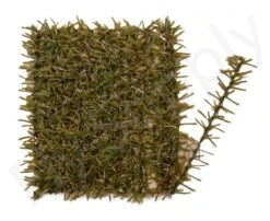 Wolly Chenille 5 Mm -Aanbevolen Winkels Voor Visuitrusting Wolly Chenille 5 mm PWC XXX dsc01291 bewerkt wm